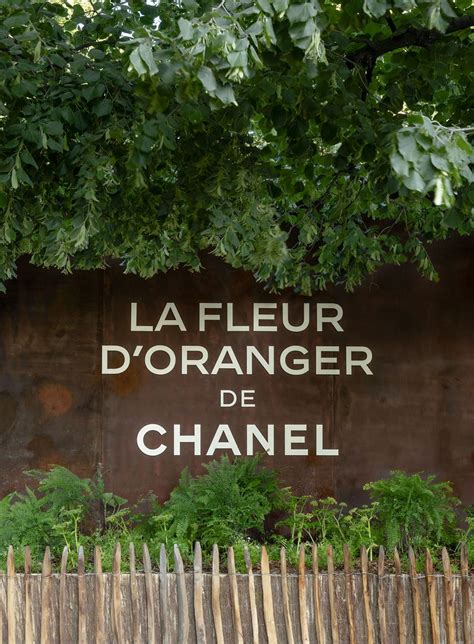 fleur d'oranger chanel|Jour J pour le jardin parisien de Chanel. .